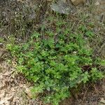 Galium rotundifolium Συνήθη χαρακτηριστικά