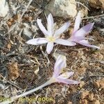 Colchicum pusillum Bloem