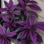 Strobilanthes auriculata 花