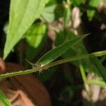 Cyanotis axillaris Leaf