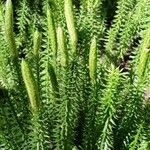 Lycopodium annotinum List