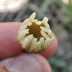 Leucanthemum pallens Fiore