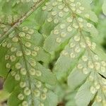 Dryopteris erythrosora Fruit