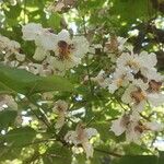 Catalpa ovata പുഷ്പം