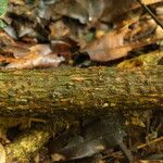 Pycnobotrya nitida Φλοιός