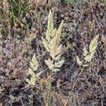 Trisetaria panicea Blad