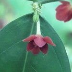 Sauropus androgynus Flower