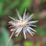 Tridax procumbens Flor