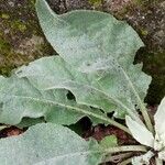 Verbascum boerhavii Feuille