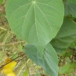 Abutilon exstipulare Leaf