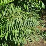 Blechnum cordatum ഇല