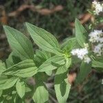 Stevia ovata Folha