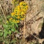 Solidago virgaureaFlower