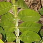 Inga edulis Leaf