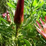 Protea repens Flower