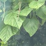 Catalpa speciosa Φύλλο