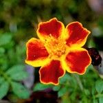 Tagetes tenuifolia Квітка