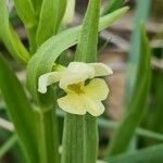 Dactylorhiza insularis Flower