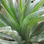 Agave demeesterianaLeaf