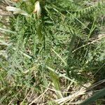 Pedicularis comosa Hoja
