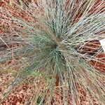 Festuca glauca Blad