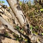Euclea divinorum Bark