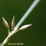 Juncus filiformis 果実