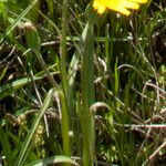 Scorzonera humilis Kwiat