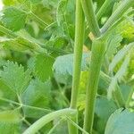 Pimpinella anisum Corteccia