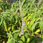 Elsholtzia stauntonii Flor