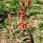 Aloe vituensis Kwiat