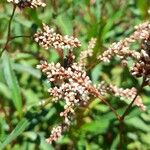 Persicaria acuminata Flor