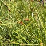 Carex binervis Kvet