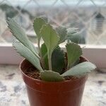 Kalanchoe pumila Hoja