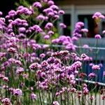 Verbena bonariensis Habit