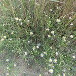 Tripolium pannonicum 形態