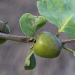 Diospyros kirkii Frukto