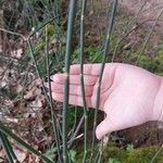 Equisetum hyemale Folio