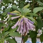 Iochroma cyaneum Blomma