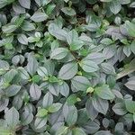 Peperomia rotundifolia 葉