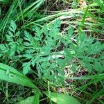 Daucus carota Levél