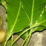 Sideroxylon capiri Leaf