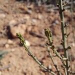 Caroxylon genistoides Blad