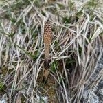 Equisetum arvenseBlomst