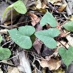 Ipomoea obscura Φύλλο