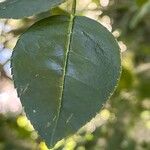 Zanthoxylum acanthopodium Leaf