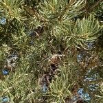 Pinus edulis Folha