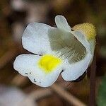 Pinguicula alpina Flor