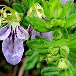 Teucrium bicolor