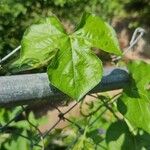 Ipomoea hederacea Leaf